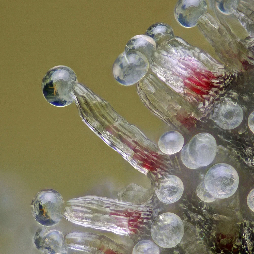 Mimosa V6 — The Village